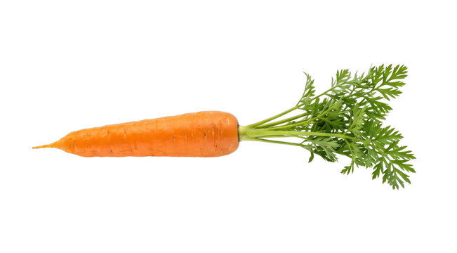 Fresh Carrot with Green Leaves
