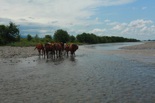 a herd of horses at a watering hole in a river