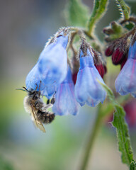 A vertical macro shot of a fuzzy wild bee gathering nectar from blooming blue comfrey flowers in a green garden on a bright day. © Margarita
