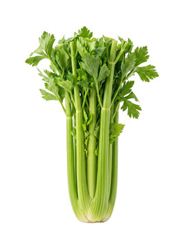 Fresh Celery Stalks