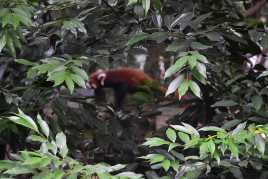 red panda in the jungle