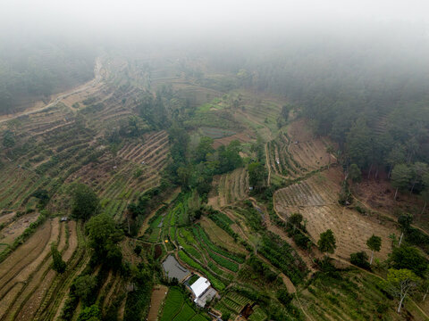 Aerial view of the terraced farming landscapes and lush greenery of Brau Hamlet in the misty mountains of Batu, East Java, Indonesia.