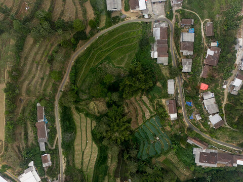 Aerial view of Brau Hamlet in Gunungsari village featuring lush terraced farming landscapes, winding roads, and rural houses in Batu, East Java, Indonesia.