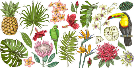 Obraz premium Tropical collection of fruits, leaves, birds and exotic flowers