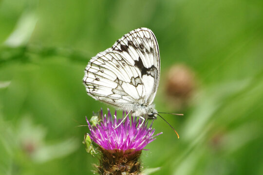 Marbled White Butterfly (Melanargia galathea) Perched on a Purple Thistle Flower in a Summer Meadow, Macro Profile View with Soft Green Background