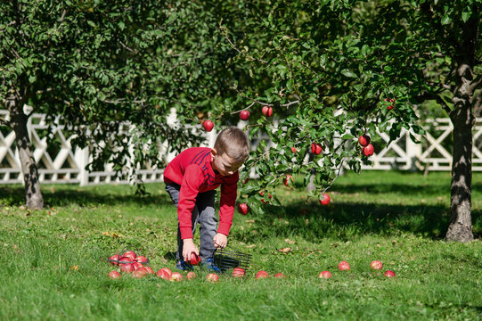 Little Boy Picking and Eating Red Apples in Autumn Orchard