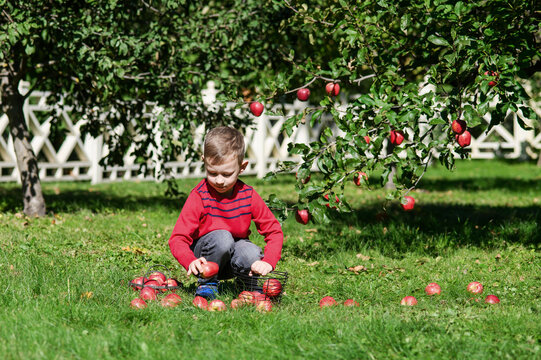 Little Boy Picking and Eating Red Apples in Autumn Orchard