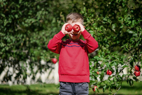 Playful Little Boy Holding Red Apples Over His Eyes in Orchard