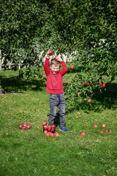Little Boy Picking and Eating Red Apples in Autumn Orchard