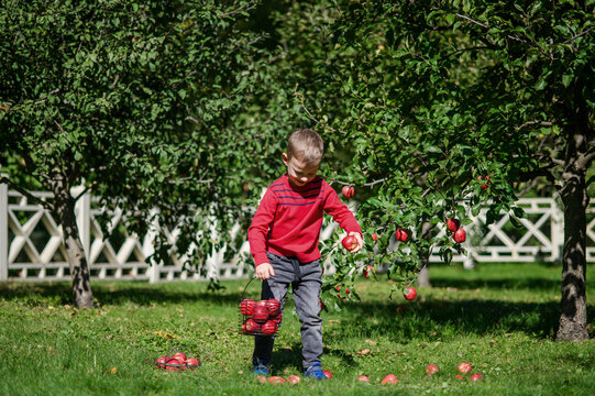 Little Boy Picking and Eating Red Apples in Autumn Orchard