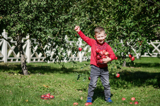Little Boy Picking and Eating Red Apples in Autumn Orchard
