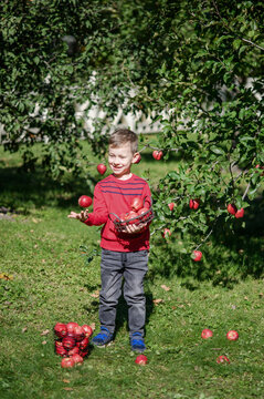 Little Boy Picking and Eating Red Apples in Autumn Orchard