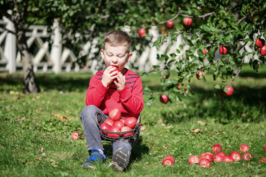 Little Boy Picking and Eating Red Apples in Autumn Orchard