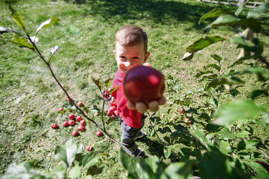 Happy Boy Offering Fresh Red Apple to Camera in Orchard