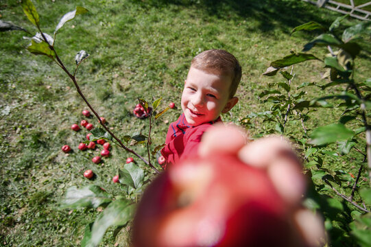 Happy Boy Offering Fresh Red Apple to Camera in Orchard