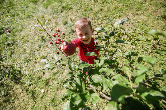 Happy Boy Offering Fresh Red Apple to Camera in Orchard