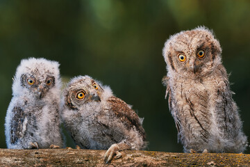 Portrait of three fluffy nestling Eurasian scops owls Otus scops perched on a tree branch in a forest. Close-up of a young wild owl chick in Wildlife habitat, featuring soft feathers, expressive eyes. © EvgeniyQW