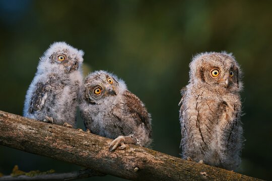 Portrait of three fluffy nestling Eurasian scops owls Otus scops perched on a tree branch in a forest. Close-up of a young wild owl chick in Wildlife habitat, featuring soft feathers, expressive eyes.
