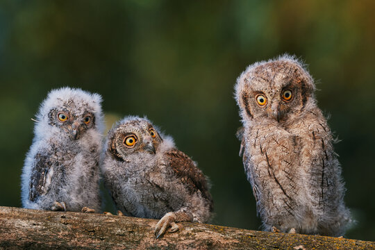 Portrait of three fluffy nestling Eurasian scops owls Otus scops perched on a tree branch in a forest. Close-up of a young wild owl chick in Wildlife habitat, featuring soft feathers, expressive eyes.