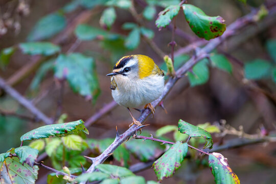 Common firecrest singing on a branch.