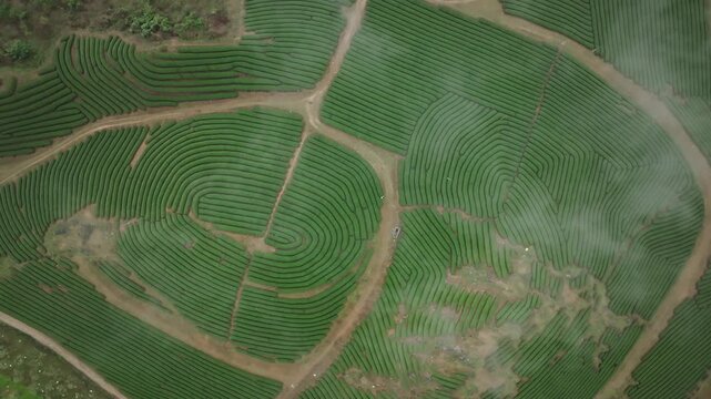 Drone view of lush green tea fields arranged in intricate curved patterns across the rolling hills of Moc Chau, Vietnam.