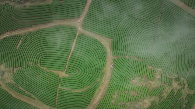 Drone view of lush green tea fields with beautifully curved rows and pathways across the rolling hills of Moc Chau, Vietnam.