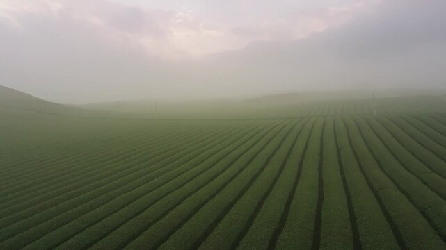 Aerial view of neatly aligned tea plantations rolling through the misty hills of Moc Chau, Vietnam, creating a tranquil and atmospheric rural landscape.