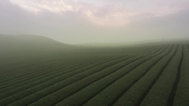 Rows of lush green tea plants stretch across the rolling hills of Moc Chau, Vietnam, creating a tranquil landscape beneath soft morning fog.