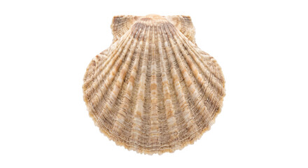 Detailed view of a natural scallop shell with intricate ribbed patterns and earthy tones © Sapphire