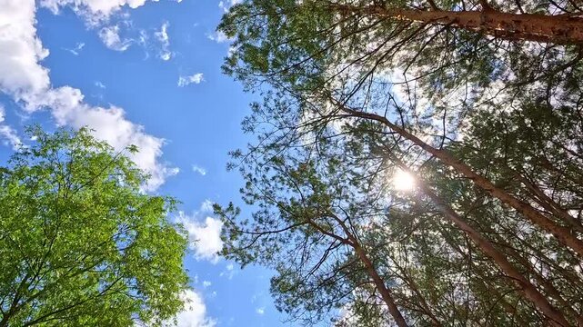 Sunlight filters through a tall pine forest canopy viewed from below, the camera slowly rotates as green branches and passing clouds shift position against the bright blue sky above.