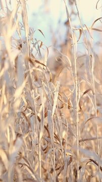 Dry wild grass stalks with fluffy seeds swaying in wind. Calm vertical nature background, autumn season meditative lifestyle. Nordic aesthetic. Wabi sabi natural texture. Beauty of wilting visual.