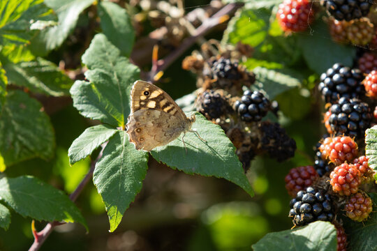 Speckled Wood butterfly resting on a bramble leaf among blackberries at different stages of ripeness, creating a seasonal late summer and early autumn countryside scene.