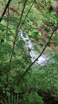 Video de un riachuelo o cascada fluyendo a trav&eacute;s de un bosque denso y frondoso, enmarcado por ramas y hojas verdes en primer plano.