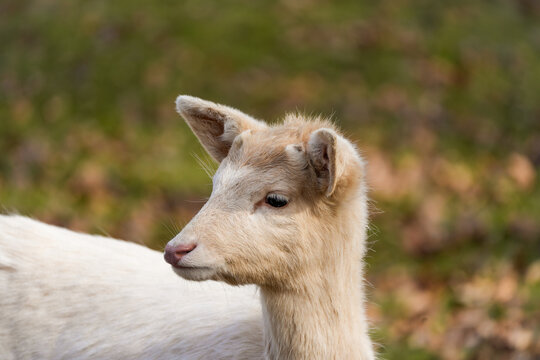 Portrait of a fallow deer. Close-up of the animal.

