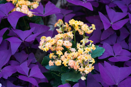 Three-leaved lucky clover and flaming Katy. Close-up of plants.
