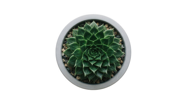 Top view of a beautiful green echeveria succulent plant in a grey concrete pot isolated on transparent background
