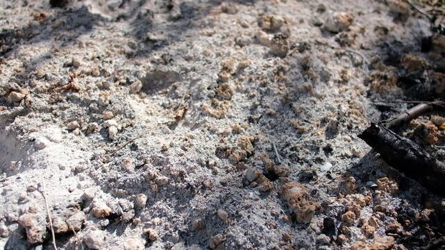 Burnt ash pile and wood charcoal remains on ground outdoors