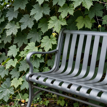 Relaxation and solitude concept, empty metal park bench in a lush green garden with climbing ivy leaves for peaceful outdoor rest and quiet reflection