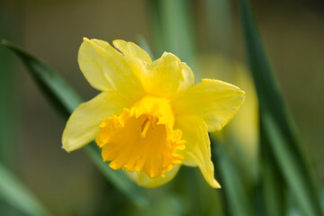 Fototapeta premium Daffodil blossoms in spring. Close-up of a flowering plant. 