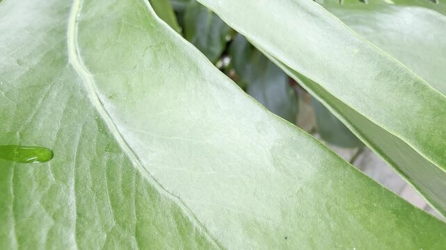 Two textured green leaves move gently in the breeze with a diagonal gap, creating a clean botanical background for skincare, spa, wellness, and resort use.