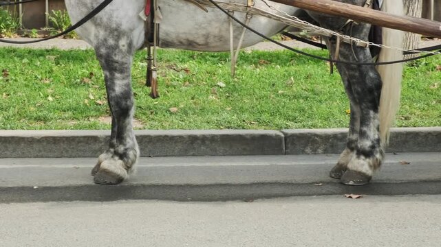 Gray horse pulls carriage in traditional harness, walking beside curb with visible wheels, reins, wooden shafts, focused expression, and calm outdoor street transport scene