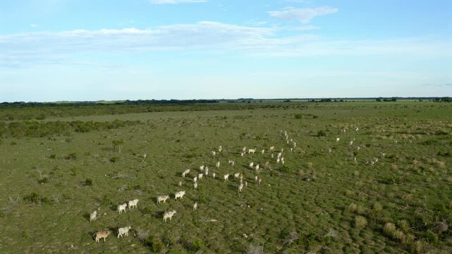 A scattered herd of white zebu cattle grazes across the open savanna of the Colombian Llanos beneath a wide blue sky, high angle push in
