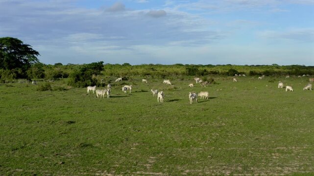 Orbit shot circles close to the ground around the zebu herd, capturing an intimate eye level view of the animals grazing on the Llanos grassland