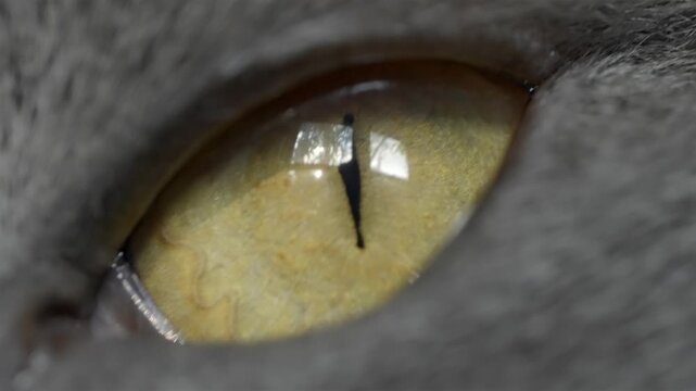 Cat eye with a yellow iris and slit pupil fills the frame in extreme close up.