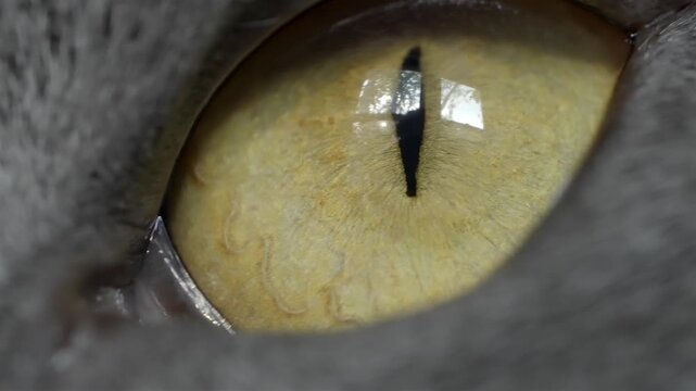 Yellow cat eye fills the frame in an extreme close-up with a sharp slit pupil.