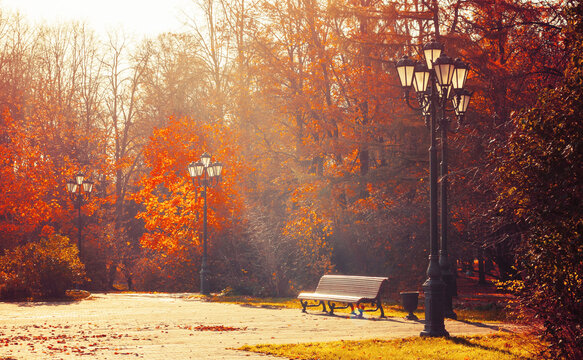 Autumn city park background in sunny morning with a wooden curved bench standing under deciduous golden trees