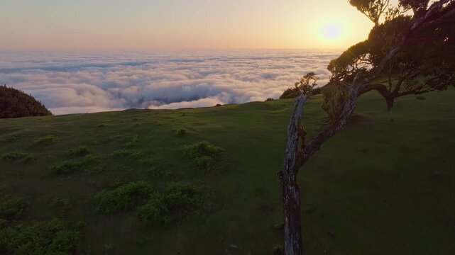 A drone captures the view of a cloud inversion over the hills in Fanal Forest during sunrise in Madeira, Portugal. The sun rises above the clouds, illuminating the landscape