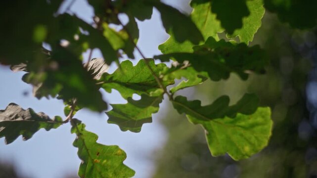 Green oak tree leaves swaying in breeze outdoors. Footage suitable for environmental conservation campaigns, nature therapy b-roll, and outdoor wellness marketing