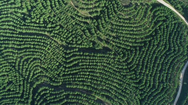 Aerial view of curved rows of trees in a forest plantation Portugal.