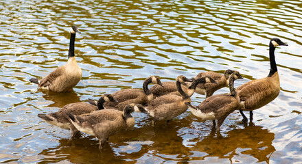Duck with beak and feather. Geese family group. Goose swim in water. Group of duck at the lake. Geese or duck bird. Fauna and nature. Canada goose bird in the water © be free